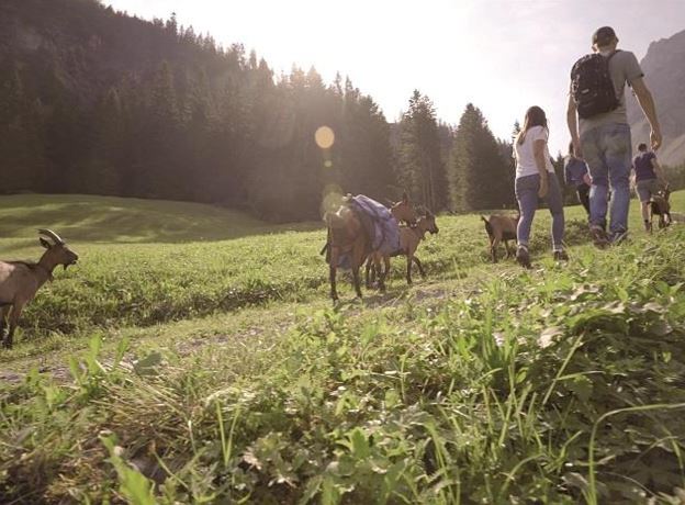 Hike with goats